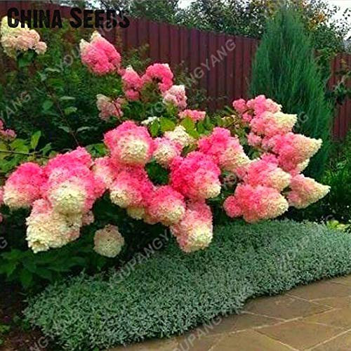 1, foncé/gris: Shopvise hortensia Graines jardin 20Pcs / Pack Couleur (gris foncé)