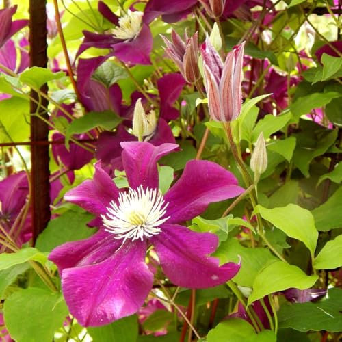 Clematis 'Ernest Markham' Vibrant Magenta Pink Blooms Vigorous Climber Ideal for Walls and Fences RHS AGM Winner 3L Pot by Thompson and Morgan