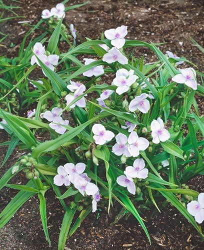 Dreimasterblume 'Osprey' im Topf Tradescantia andersoniana Bodendecker | 30-60 cm, überhängend-buschig, weiß blühend Juni bis August, sonnig bis halbschattig, Bodendecker, frosthart bis -12 °C