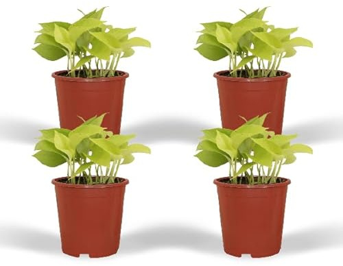 Efeutute – Epipremnum Golden Pothos Scindapsus – 4 Zimmerpflanzen – Ø12cm – ca. 15cm Höhe – pflegeleicht, luftreinigend, kletternd oder hängend