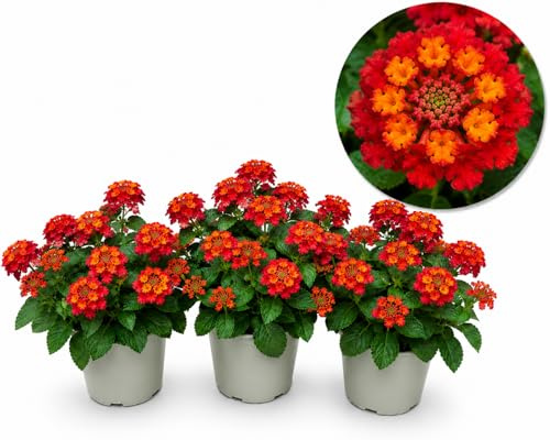 POWERS TO FLOWERS - LANTANA CAMARA ROSSA 3 PIANTE, VASO 14CM, piante vere