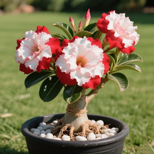 Wüstenrose/Adenium obesum/Sukkulent Wüstenrose/Zimmer Wüstenrose-Mehrjährig winterhart,Herbstpflanzung für Frühlingsschönheit-1 Rhizome-E