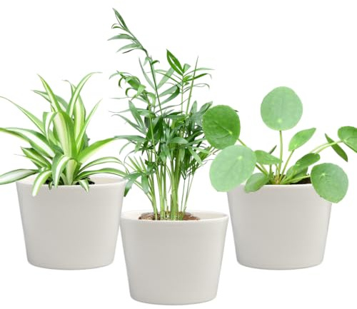 Mini Zimmerpflanzen mit Keramiktöpfen - Babypflanzen Trio Tierfreundlich - pflegeleichte Zimmerpflanzen - 3er Set im 9 cm Topf - Bergpalme Grünlilie Ufopflanze - frisch aus der Gärtnerei - Green Me Up