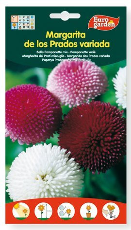 Semillas flores margarita de los prados variada. Pack 2 sobres