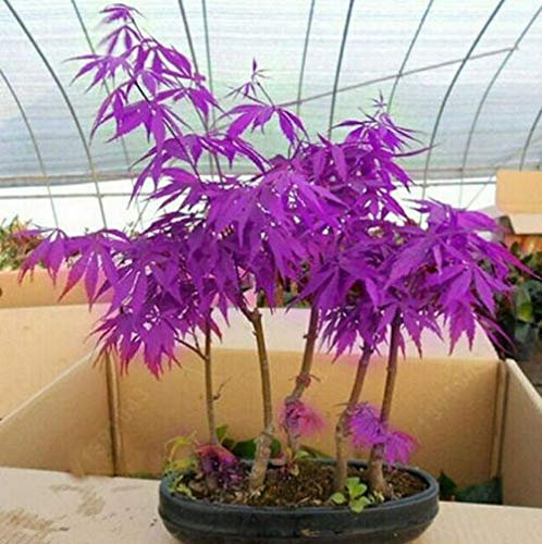 High-Q Purple Japanese Ghost Maple Bonsai Acer Seeds Rare Unusual Stunning Garden Plant (10 seeds)
