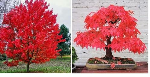 Red Maple 20+ Seeds Acer Rubrum Bonsai