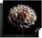 KitchenYeah© Herdabdeckplatte Einteilig Ceranfeld Abdeckplatte Küche Deko Ceranfeldabdeckung Herdabdeckung Induktionsmatte Blumen - Natur - Löwenzahn - Schwarz und Weiß - Pusteblume - 57x51 cm