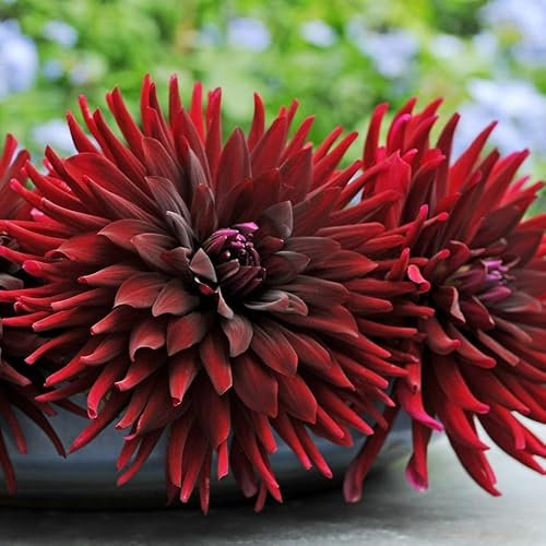 Plant Theory Chat Noir Black Cat Semi-Cactus Dahlia Perennials Flowering Plants Dahlia 3L Pot