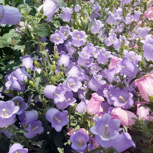 90 pcs glockenblume samen blumen deko blumensaat balkon blumenwiese samen mehrjährig winterhart bonsai topf kräutergarten geschenk pflanzen für draußen winterhart hochbeett deko pflanze