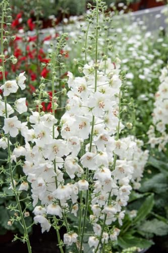 Verbascum phoeniceum 'Flush of White' 9x9 cm Topf – Winterhart, Mehrjährig, Pflegeleicht – Purpur-Königskerze – Staude für Beet & Rabatte