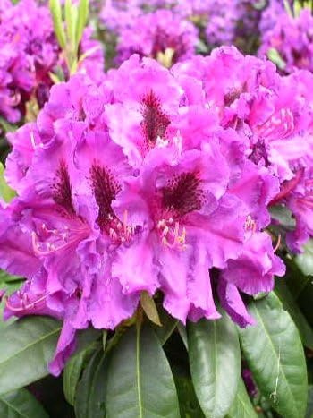 Rhododendron Azurro INKARHO® 30-40 cm hoch im 5 Liter Pflanzcontainer | Winterhart, immergrün & pflegeleicht – blühfreudig und kalktolerant, auch für normale Gartenböden