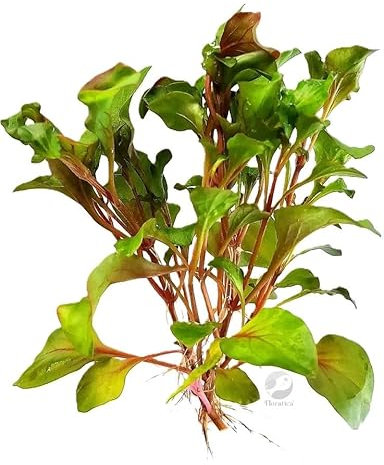 FLORTATICA ¦ Alternanthera Bettzickiana 'Red' Live Aquarium Vivarium Terrariums Paludariums Plants Tropical Fish Tank Vivarium Terrariums Paludariums Shrimp Safe Snail Free (10)