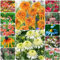 150 pcs sonnenhut echinacea samen - blumenwiese samen mehrjährig winterhart,Seltene Pflanzen serie, saat bienenfreundliche blumensamen nachhaltige produkte bienenwiese saatgut gartenblumen