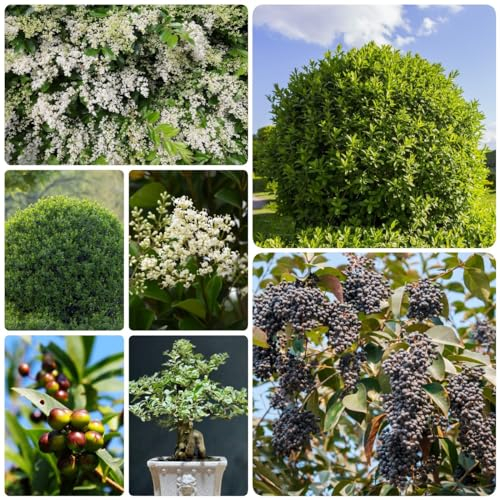 150 Pcs Liguster Heckenpflanzen Samen - Ligusterhecke Samen - Balkonpflanzen Bio Saatgut, Hydrokultur Pflanzen Kräuterpflanzen Ligusterhecke Samen, Pflanzen Geschenk, Exotische Zimmerpflanzen