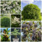150 Pcs Liguster Heckenpflanzen Samen - Ligusterhecke Samen - Balkonpflanzen Bio Saatgut, Hydrokultur Pflanzen Kräuterpflanzen Ligusterhecke Samen, Pflanzen Geschenk, Exotische Zimmerpflanzen