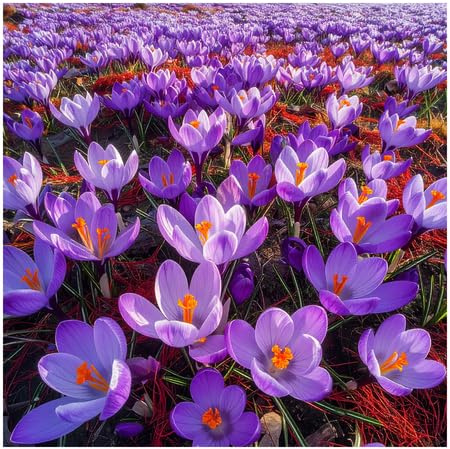 Großes Set Krokus Krokusse Safran Crocus Sativus 10 50 100 Stk. Blumenzwiebeln Zwiebeln Winterhart Mehrjährig (50)
