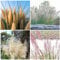 1000 pcs pampasgras deko samen - hochbeett pflanzen anzucht ziergräser,Cortaderia selloana,Seltene Pflanzenserie, zimmerpflanzen wenig lichtbedarf pflanztöpfe kübelpflanzen winterhart