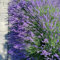 semillas de lavanda resistentes plantas hierbas, jardín hierbas interior orgánica Plantas raras, flores decoración sala estar 500pcs