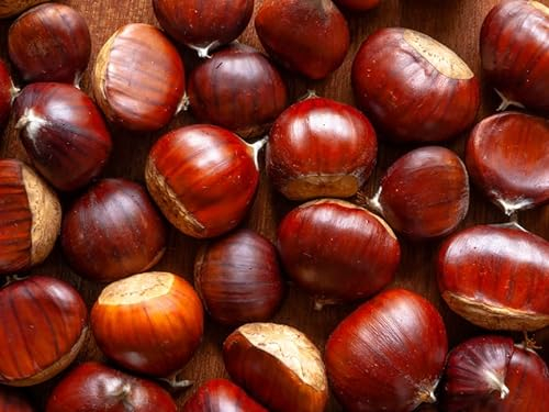 Esskastanie, Edelkastanie, Castanea sativa, 60-80cm, im Topf, Baum des Jahres ´18