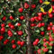 vegherb Rockspray Cotoneaster Cotoneaster Horizontalis - 20 + Seeds