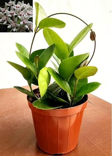 POWERS TO FLOWERS - HOYA CARNOSA AUSTRALIS, HOYA DI CERA A FIORE BIANCO, VASO 12CM DIAMETRO, pianta vera