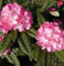 Rhododendron Arabella 30-40cm - Alpenrose
