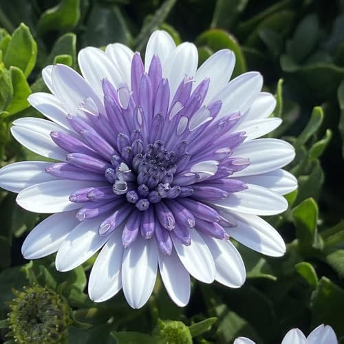 Bedwen Osteospermum 'Dalina Double Blue Ice' Plug Plant x4 – African Daisy Purple-Blue Summer-Flowering Bedding Plants for Garden & Patio Pots