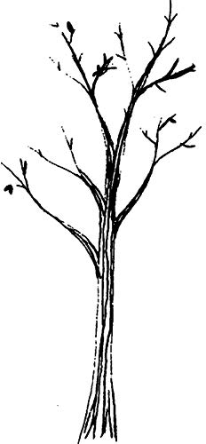 Azeeda 'Kahler Baum' Unmontierter Gummistempel - für Basteln, Scrapbooking und Kartengestaltung - Größe A8 (RS00026139)