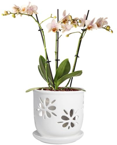 vensovo Vaso per orchidee da 15,2 cm, con fori e piattino, in ceramica bianca, per rinvaso, vaso da fiori per piante da interno/esterno (confezione da 1)
