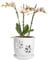 vensovo Vaso per orchidee da 15,2 cm, con fori e piattino, in ceramica bianca, per rinvaso, vaso da fiori per piante da interno/esterno (confezione da 1)