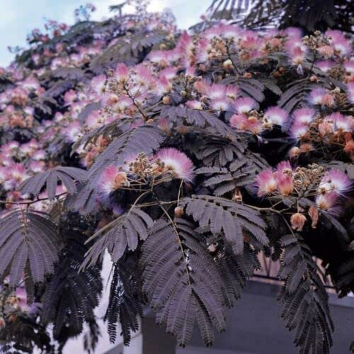 Albizia julibrissin Summer Chocolate| Mimosa Tree| Plug Plant| Perennial