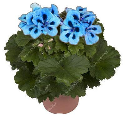 Kalash nuevo 50pcs SEMILLAS Geranio de flores para la jardinería azul cielo azul