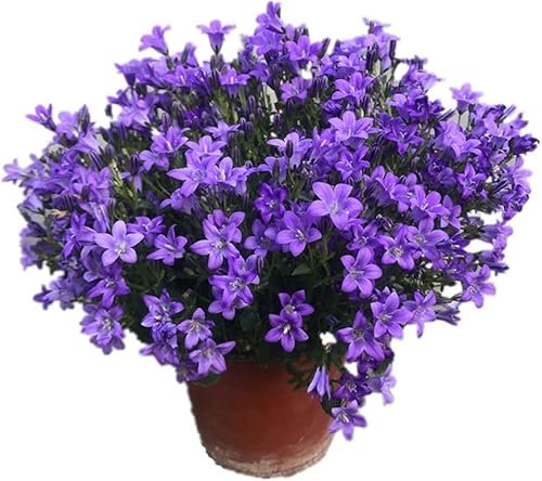 Campanilla Planta Natural con Flores Azules para Decorar el Hogar