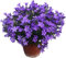 Campanilla Planta Natural con Flores Azules para Decorar el Hogar
