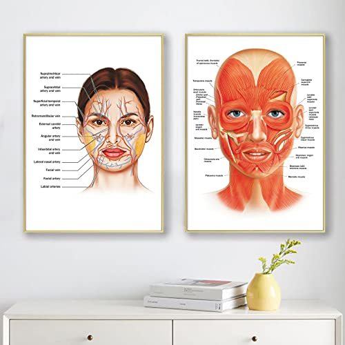 Gesichtsarterie Muskel-Leinwand - Wandkunst für Gesichts-Anatomie und Gefäße - Poster für Krankenhaus, Klinik, Dekoration, Arztkunstwerk - 40.6x61x61 cm, Ohne Rahmen