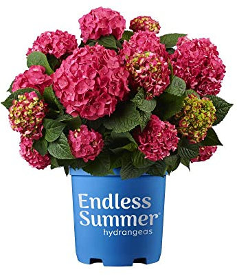 Planta Natural Hydrangea Rosa - Hortensia -