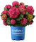 Planta Natural Hydrangea Rosa - Hortensia -