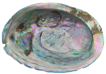 FBANULPEX coquilles de conque, coquilles Saint-Jacques Coquillage d'ormeau Bleu véritable et Rare