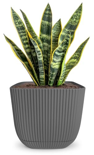 alqua 19CM Square Self Watering Plant Pot – Grey Plastic Flower Pot with Drainage – Large Modern Matte Planter for Indoor & Outdoor Use – Decorative Square Garden Pot – Stylish Plant Container