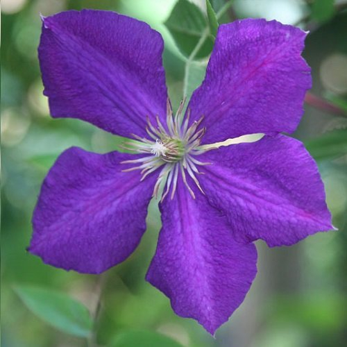2 x Clematis Jackmanii - Set di 2 piante rampicanti – blu, pluriennali & duri in inverno | 2 x 1,5 litri