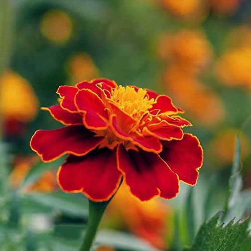 calendula pianta,semi di tagete perenne,Tagetes erecta, Fattoria Petali Facili Da Coltivare Semi Fiori Preferisce Terreni Fertili Bouquet Giardino Esterno 50 Pezzi