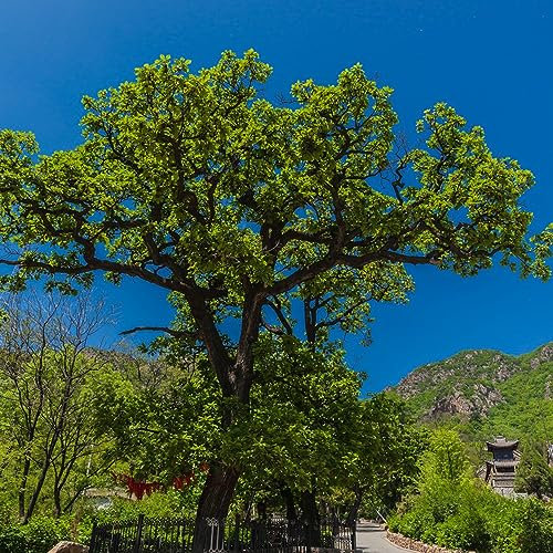 25 pcs Eiche samen - gärtnern spezielle samen,Quercus palustris, baumsamen kübelpflanzen exotische zimmerpflanzen topf pflanze gartenpflanzen winterhart mehrjährig seltene pflanzen