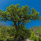 25 pcs Eiche samen - gärtnern spezielle samen,Quercus palustris, baumsamen kübelpflanzen exotische zimmerpflanzen topf pflanze gartenpflanzen winterhart mehrjährig seltene pflanzen