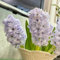 Hyazinthen Zwiebeln Winterhart Mehrjährig, winterfeste pflanzen für balkon Hyacinthus orientalis, bodendecker pflanzen winterhart blumenzwiebeln mehrjährig winterhart pflanzen für 2pcs