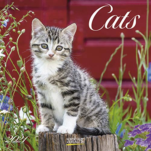 Cats - Broschur Kalender 2021 - Korsch-Verlag - Kalender mit Platz für Eintragungen - offen 29,8 cm x 59,8 cm