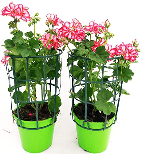 POWERS TO FLOWERS - GERANIO PARIGINO ROULETTE, 2 PIANTE VASO 14, piante vere