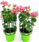POWERS TO FLOWERS - GERANIO PARIGINO ROULETTE, 2 PIANTE VASO 14, piante vere