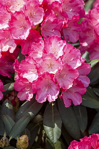 Rhododendron yakushimanum 'Sonatine' 25-30 cm - Rhododendron, rosa Blüten, Blütezeit Mai-Juni, ideal für Kübel und Rabatten, winterhart, pflegeleicht