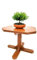 POWERS TO FLOWERS - MIRTO BONSAI, COLTIVATO SU CIOTOLINA COCCIO BASSA 14X14CM, pianta vera