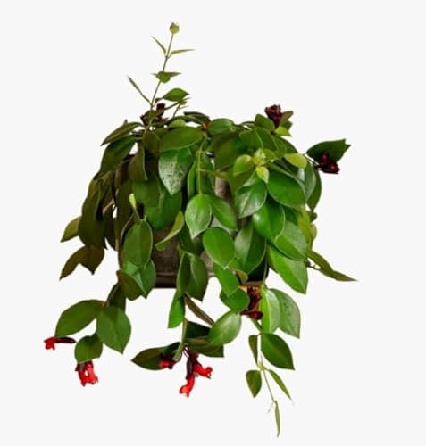 Aeschynanthus Mona Lisa in 11cm Pot - Lipstick Plant Red Flowers